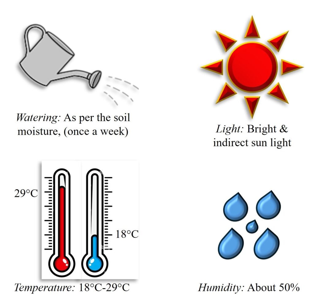 Optimum conditions to keep indoor money plant healthy.