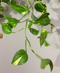 Care indoor money plant