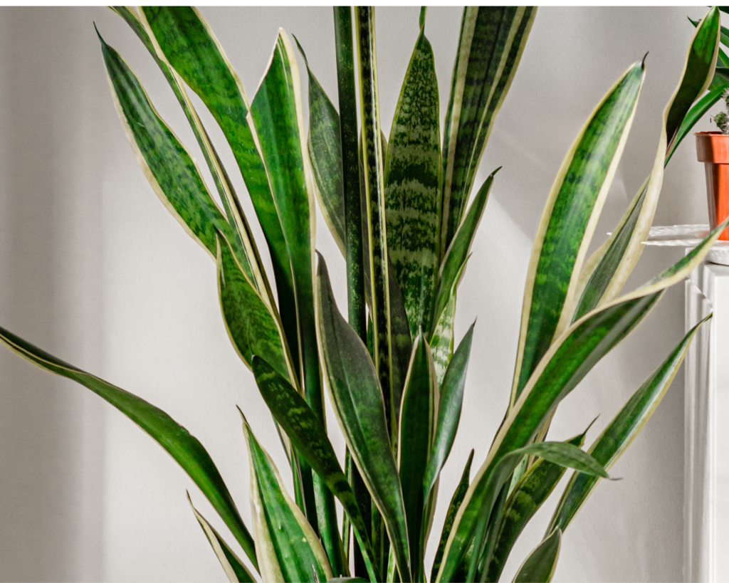 snake plant healthy