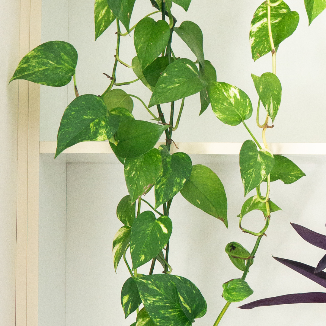 Nutreints for Healthy Money Plant
