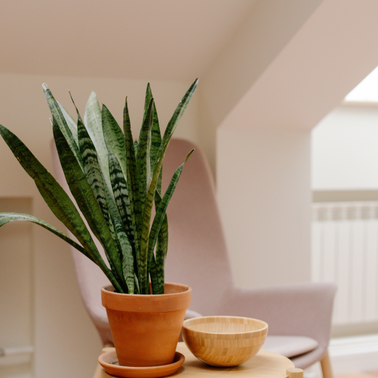 Healthy Snake plant