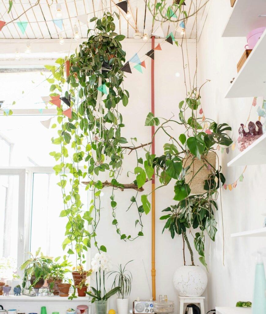 Hanging money plant near the window for light