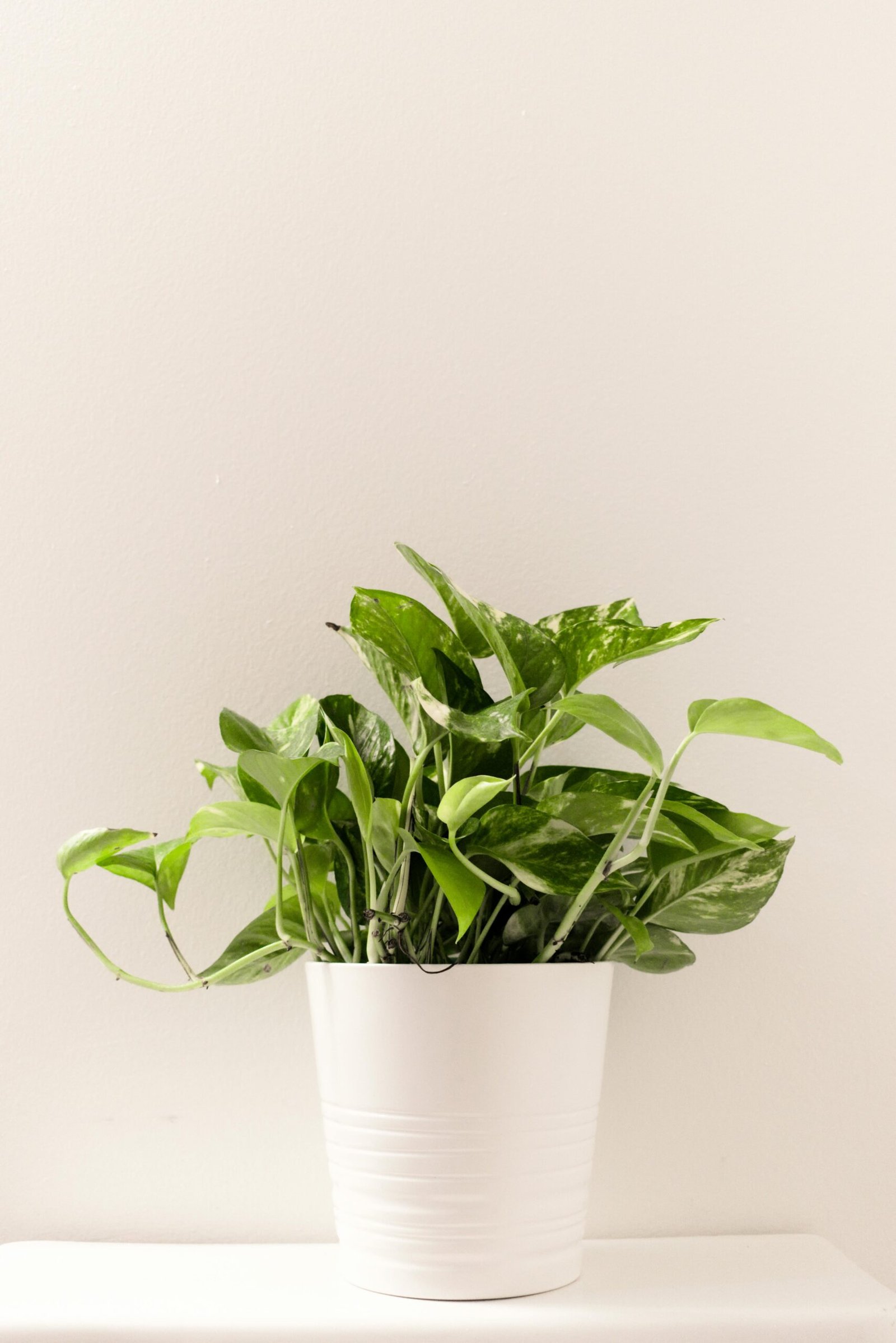 White ceremic pot in money plant