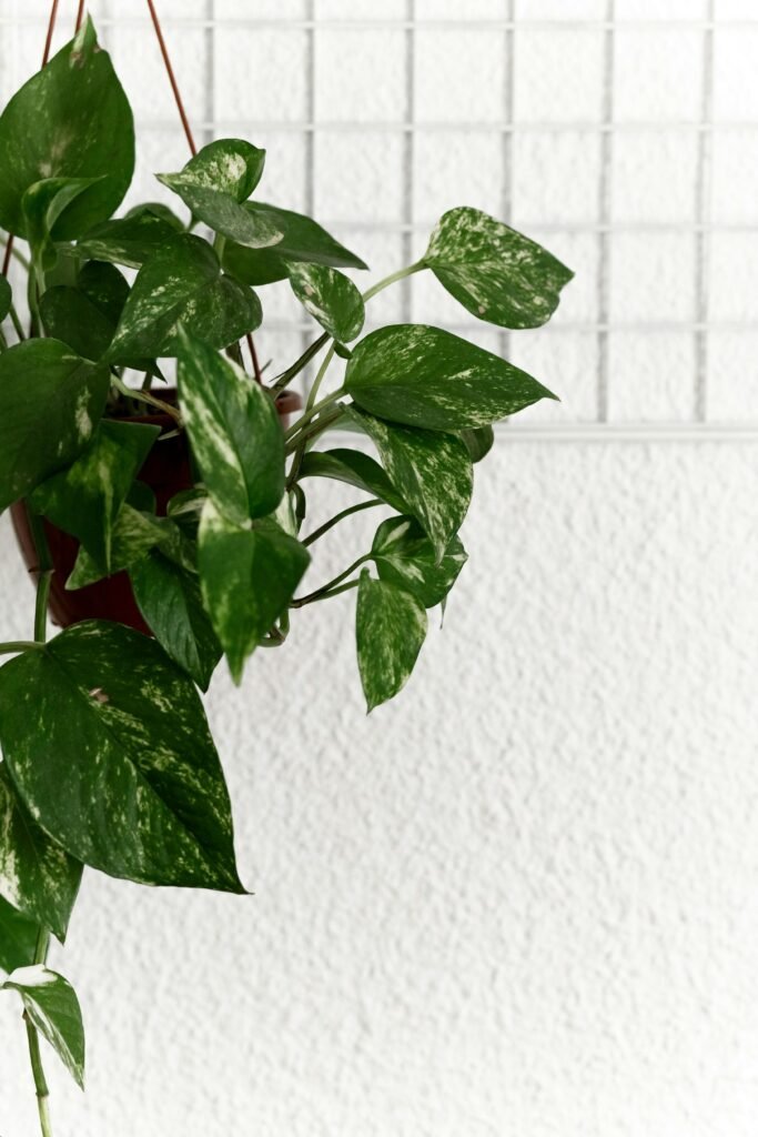 Simple hanging money plant