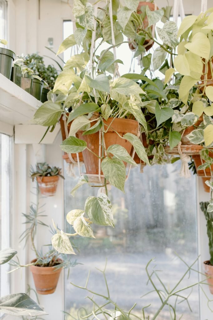 decorate money plant