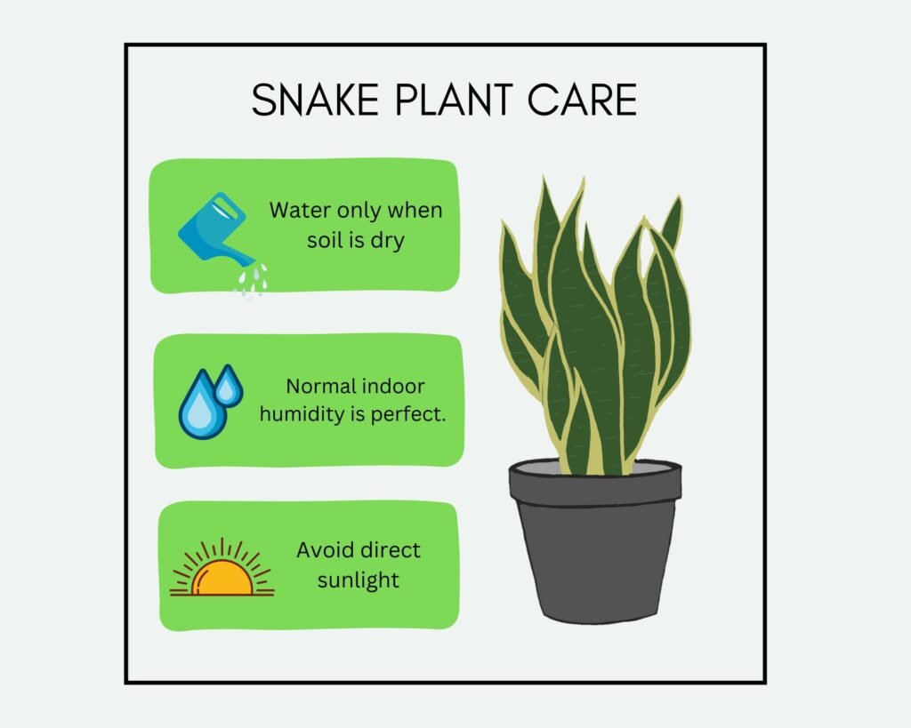 How to Care for a snake plant