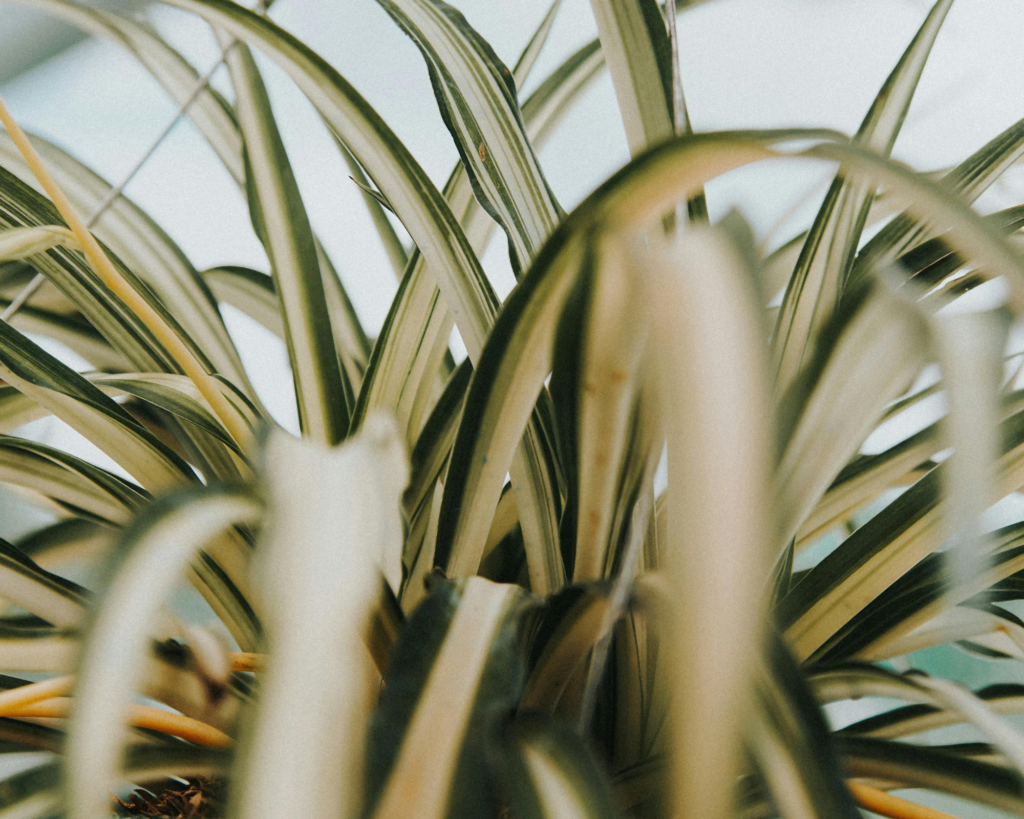 spider plant