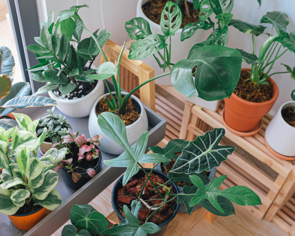 Indoor plants