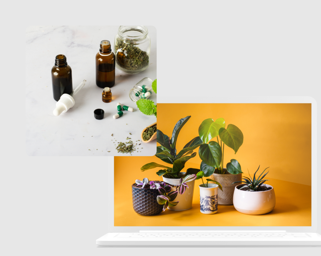 indoor plants