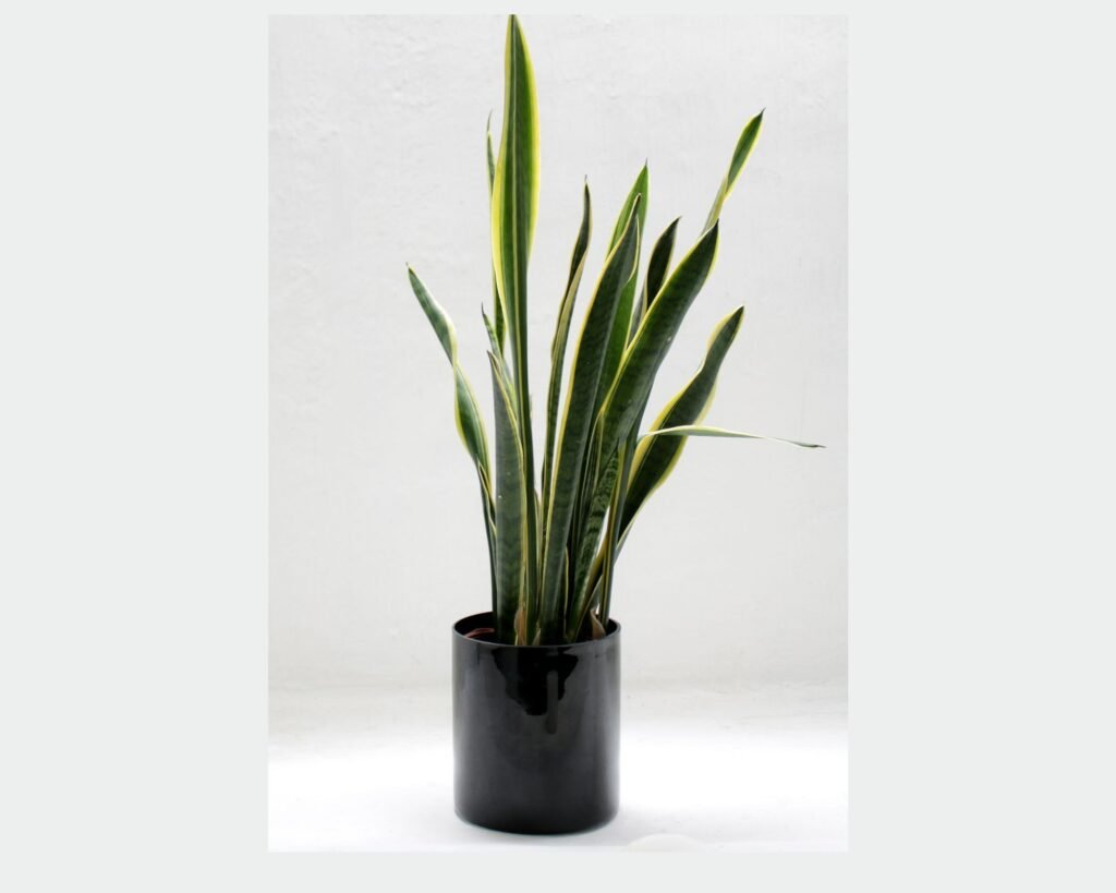 care for a Snake Plant