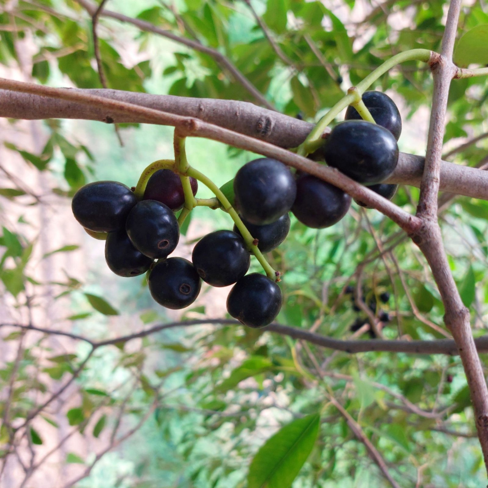 jamun