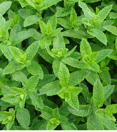 Pepper mint