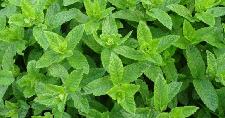How to take care of mint plant
