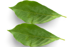 curry leave feature image