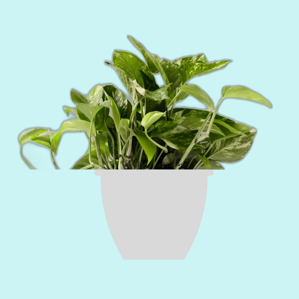 Money plant