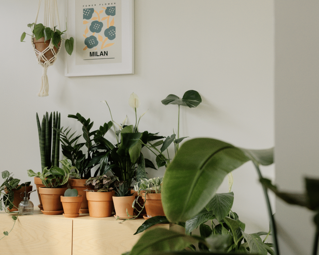 indoor plants for about