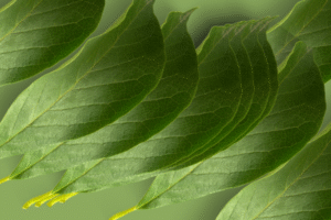 curry leaf nutrition